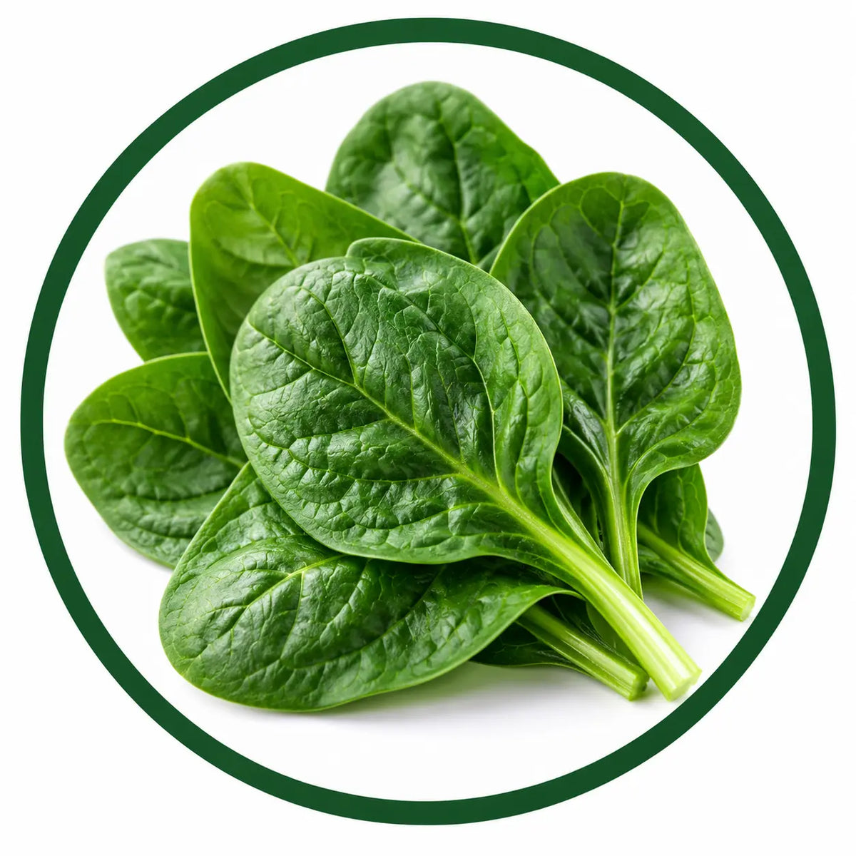 Spinach